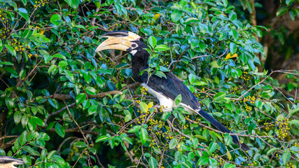 Malabar pied hornbill perches among dense green foliage and feeds on wild fruit in Udawalawe National Park, Sri Lanka