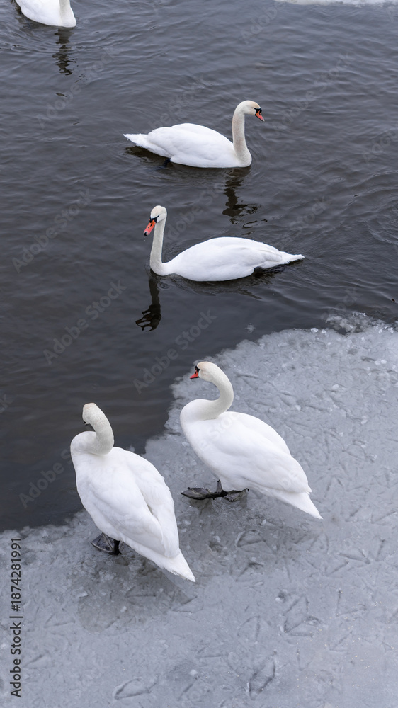 Obraz premium a flock of wild swans sits on the ice on the river. winter nature and animals, wildlife, urban environment, nature in the city, cold winter