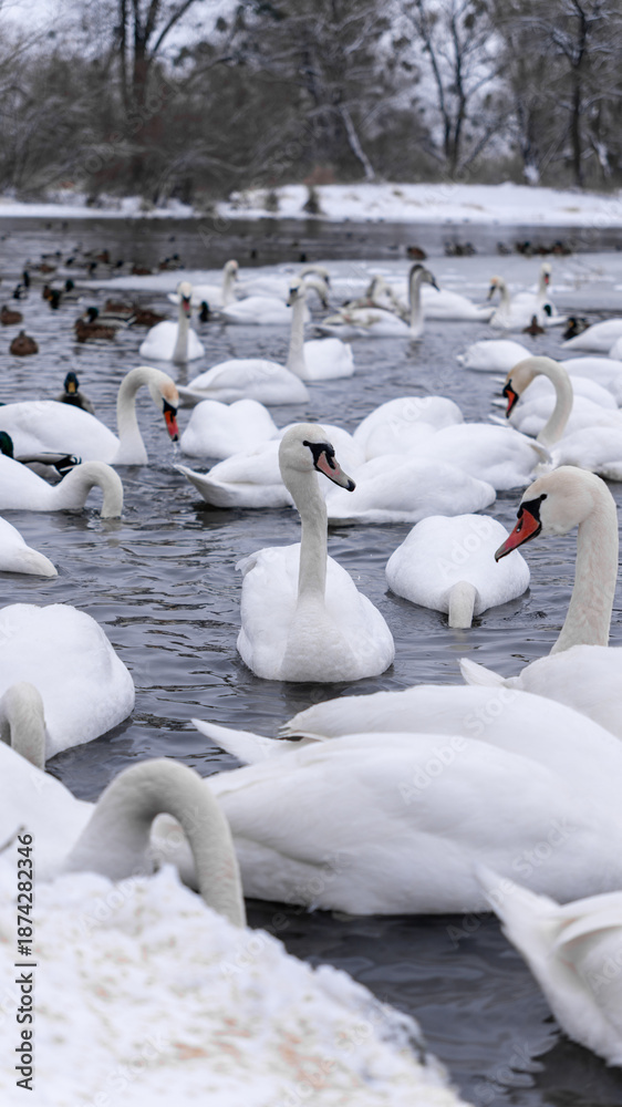 Obraz premium A large flock of wild swans and ducks swim in the river, eating and playing. Winter nature and animals, wildlife, urban environment, nature in the city, cold winter. Close-up