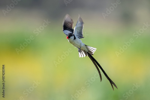 Konstfotografi Veuve dominicaine en vol