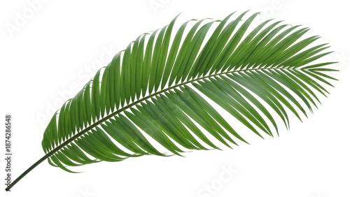 Photography Green palm leaf PNG isolated on transparent background, tropical foliage design