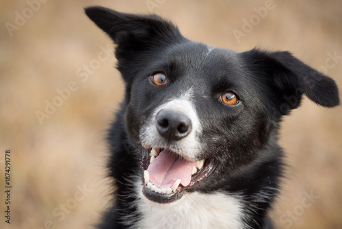 young border collie australian kelpie type dog close up portrait outdoors looking happy