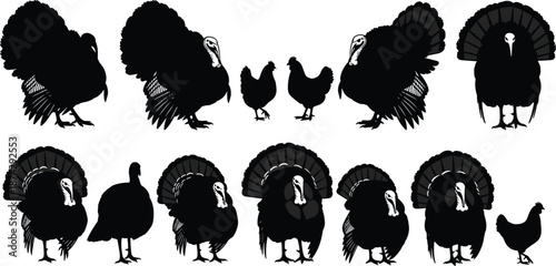 Turkey bird silhouette vector set, gobbler hen poses collection, farm poultry wildlife illustration isolated on white background