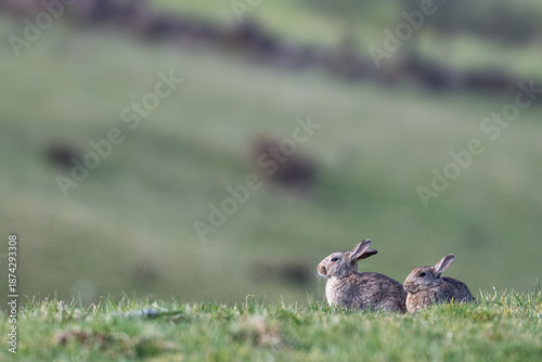 Two rabbits sit alertly in a grassy field, their ears perked, possibly scanning for predators or enjoying the calm morning.