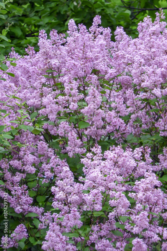 Syringa prestoniae pink flower panicles. Oleaceae botanical rertical image