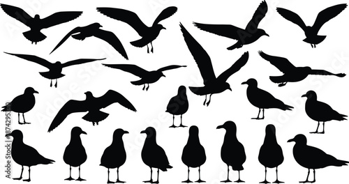 Seagull bird silhouette vector set, flying standing poses, coastal wildlife illustration isolated on white background