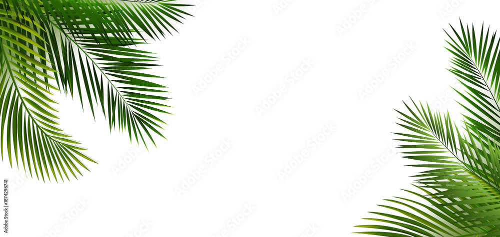 Obraz premium Green Palm Leaf Frame Isolated White Background