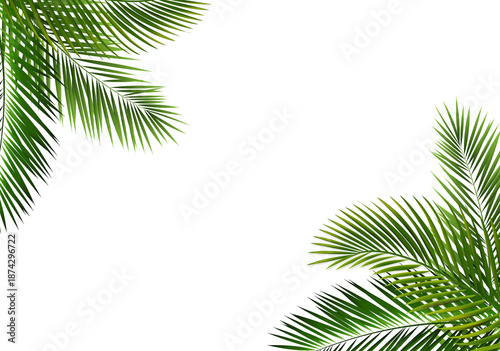 Palm Leaf Frame Isolated And White Background