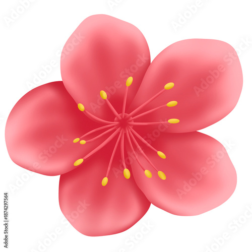 pink sakura flower isolated on white background