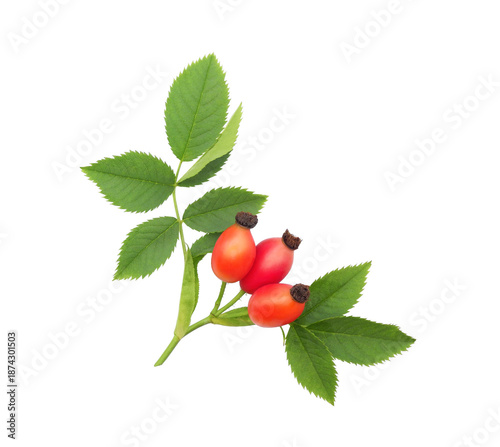 Branch of fresh rose hips with red fruits and leaves isolated on white background
