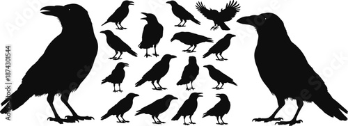 Black raven and crow silhouettes collection, flying and standing poses, wildlife bird vector illustration set isolated on white background