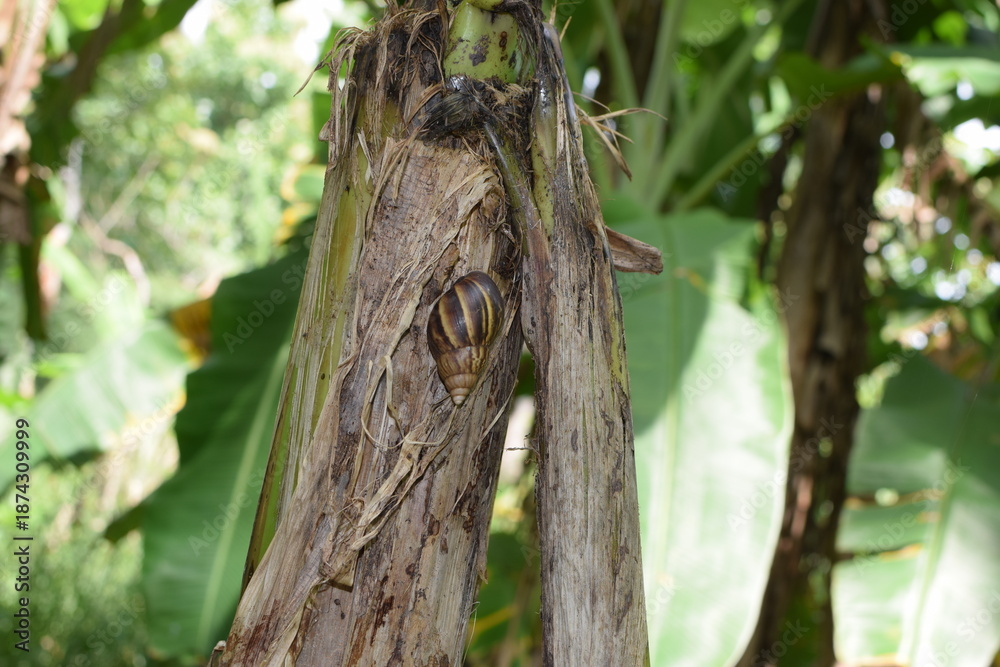 Obraz premium Devastated Banana Plantation After Natural Disaster: Fallen Trees and Wasted Harvest Amidst a Once-Lush Green Landscape. The Aftermath of Destruction: A Banana Plantation Left in Ruins with Stalks