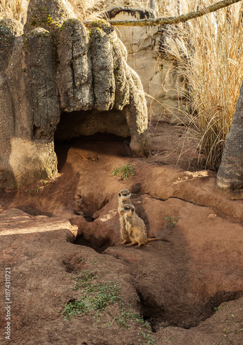 The photo shows ground squirrels in an enclosure at Munich Zoo. Small rodents are observed in a naturalistic habitat. Wildlife subject photographed outdoors in a zoological park setting.