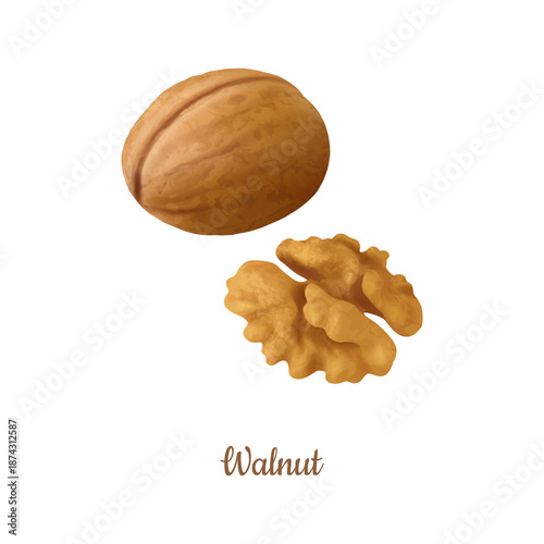 Walnuts, nuts in shell and peeled piece. Vector realistic kernels, healthy food and diet snack. Organic vegetarian nutrition, pasta or salads ingredient. Whole and half natural plant ingredient