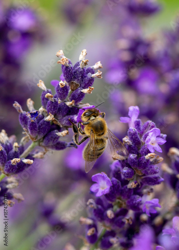 Bee collecting nectar on lavender, macro pollination concept