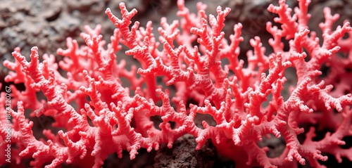 Intricate pink coral branching pattern, textured surface, nature, undersea