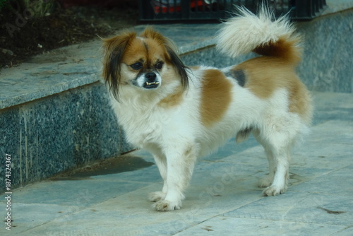 Canvastavla A Tibetan Spaniel with an undershot bite