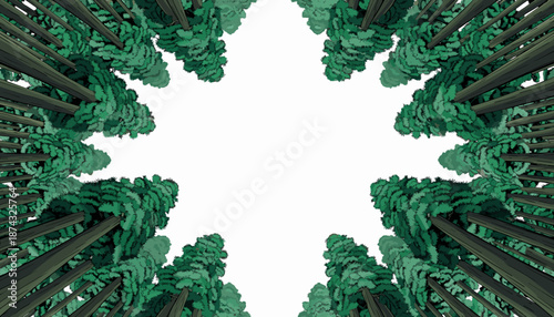 Looking up through a dense forest canopy of tall evergreen trees towards a bright white sky.