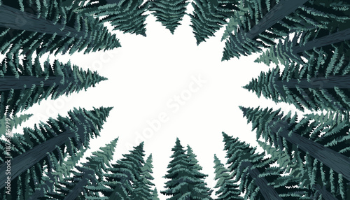Looking up through a circular canopy of tall evergreen trees against a bright white sky, creating a radial pattern.