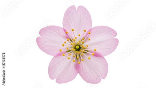 Fotografie Delicate pink cherry blossom isolated PNG on transparent background, spring flow