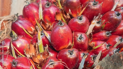 Oil palm fruit along with the palm tree.
