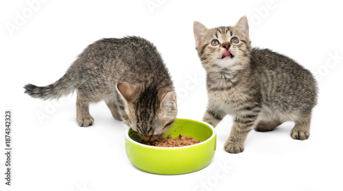 Two adorable tabby kittens eating from a green bowl on white background.