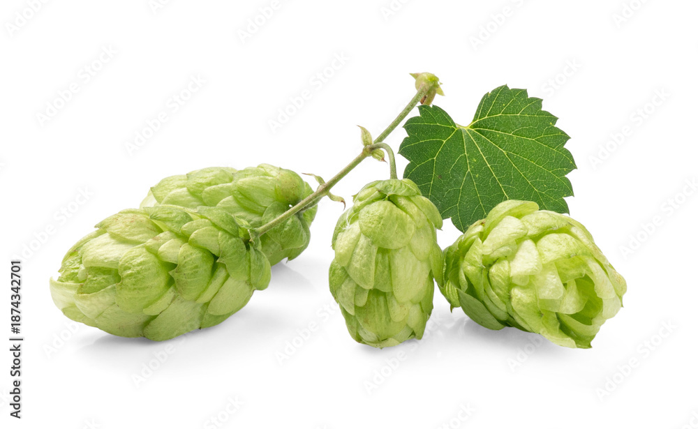 Fototapeta premium Fresh green hop cones with a single leaf, isolated on a pristine white background. Perfect for brewery, food, or herbal-themed projects