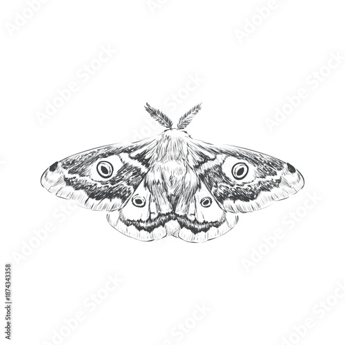 Hand Drawn Moth Illustration with Decorative Wings in Sketch Style