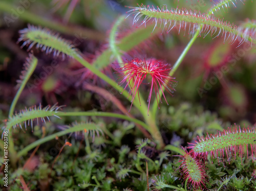 Klebriger Sonnentau (Drosera) – fleischfressende Pflanze in extremer Makroaufnahme