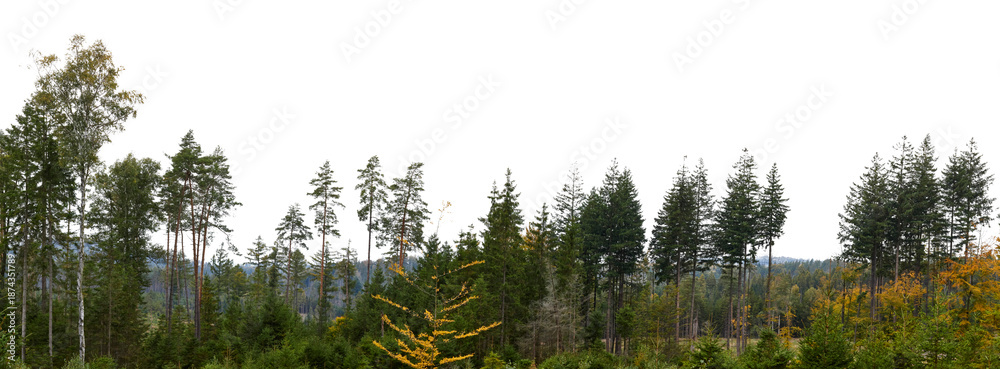 Obraz premium wide view forest and trees landscape with green and colorful leaves isolated on white or transparent png
