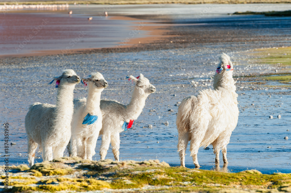 Fototapeta premium White alpacas at windy sunset on the shore of Laguna Colorada salt lake in Altiplano, Bolivia.