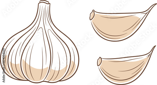Garlic bulb and cloves illustration, hand drawn food ingredient icon, organic cooking concept, minimal rustic style