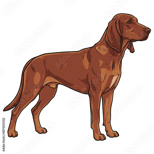 Bavarian Mountain Scent Hound Purebred Dog, Studio Portrait Isolated on a White Background