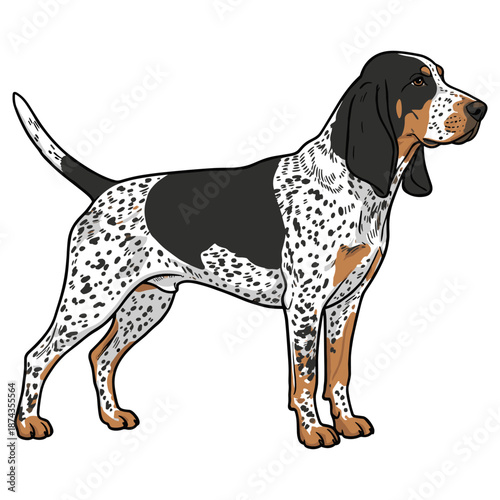 Bluetick Coonhound Purebred Dog, Studio Portrait Isolated on a White Background