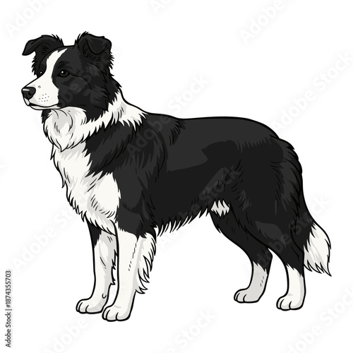 Border Collie Purebred Dog, Studio Portrait Isolated on a White Background