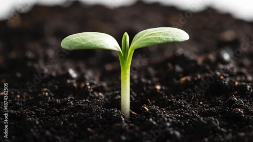 Seedling Growth Stages in Soil Closeup.
