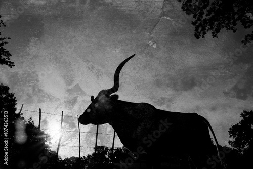 Cuadro en lienzo Texas longhorn portrait in rustic vintage style black and white artwork
