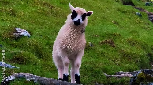 Cute young lamb standing on a green grass field in a countryside farm