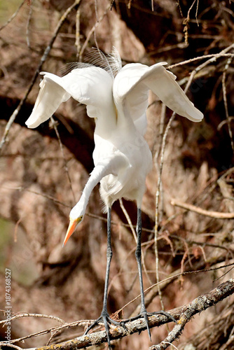 snowy egret bird