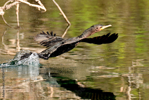 Cormorant in flight
