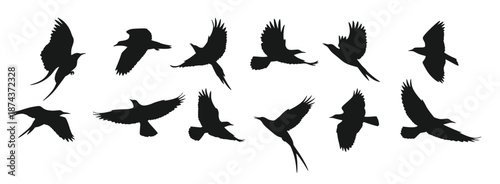 collection of bird silhouette icons illustrations of