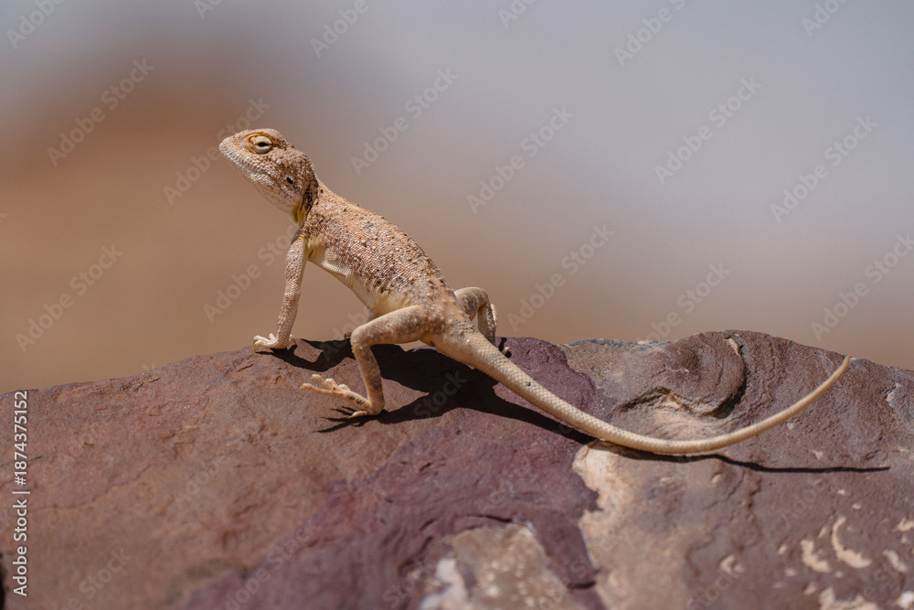 Fototapeta premium A wild lizard resting on top of a sun-heated rock. Minimal composition with earthy tones, perfect for themes of wildlife, nature, and desert