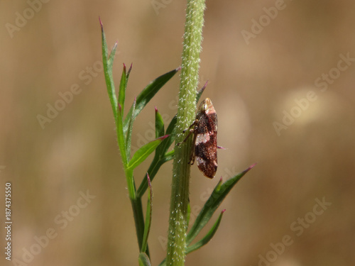 Meadow froghopper (Philaenus spumarius), also known as meadow spittlebug, perching on a herbaceous plant stem
