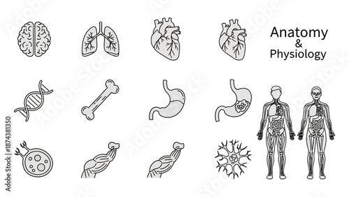 Anatomy and Physiology Icons: Brain, Lungs, Heart, Stomach, DNA, Bone, Muscles