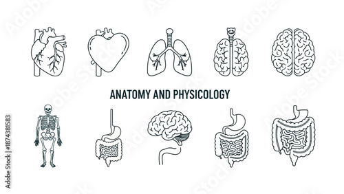 Anatomy and Physiology Icons: Heart, Lungs, Brain, Skeleton, Stomach, Intestines