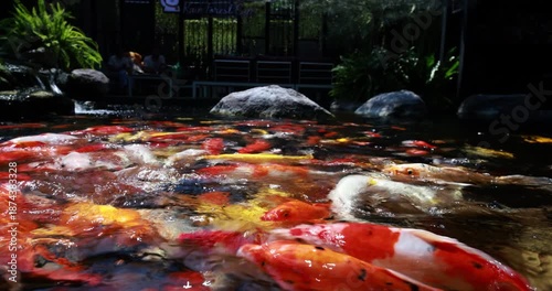 Close up group of colorful Japanese Koi fish or crap fish eat feeded food in pound decorative fish at home