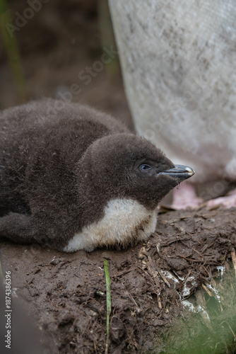 a small, chick penguin with a yellow crest alone