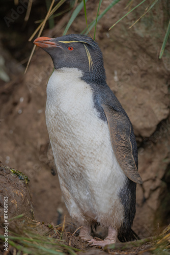 an adult rockhopper penguin