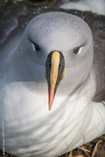 bird-faced grey-headed albatross