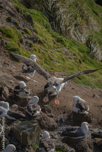 Grey-headed albatrosses in flight over nests